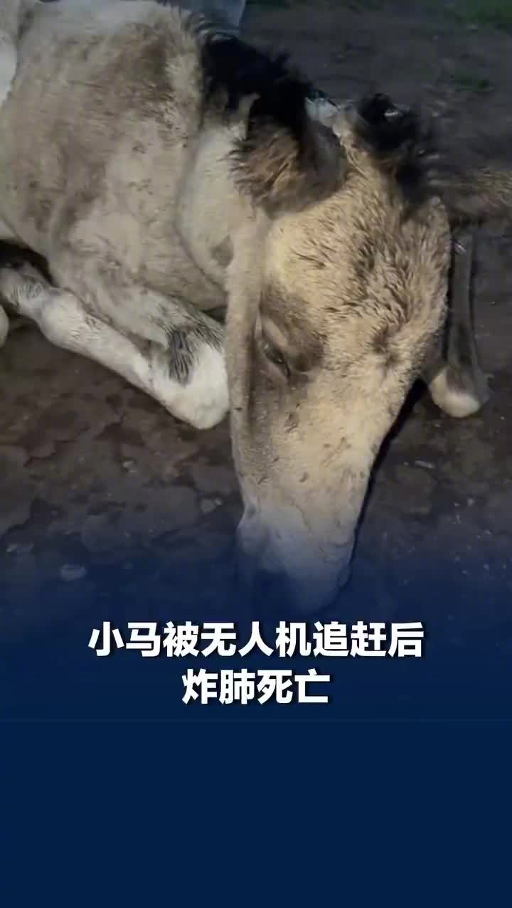 A colt died from a burst lung after being chased by a tourist's drone in Xinjian — Image 2