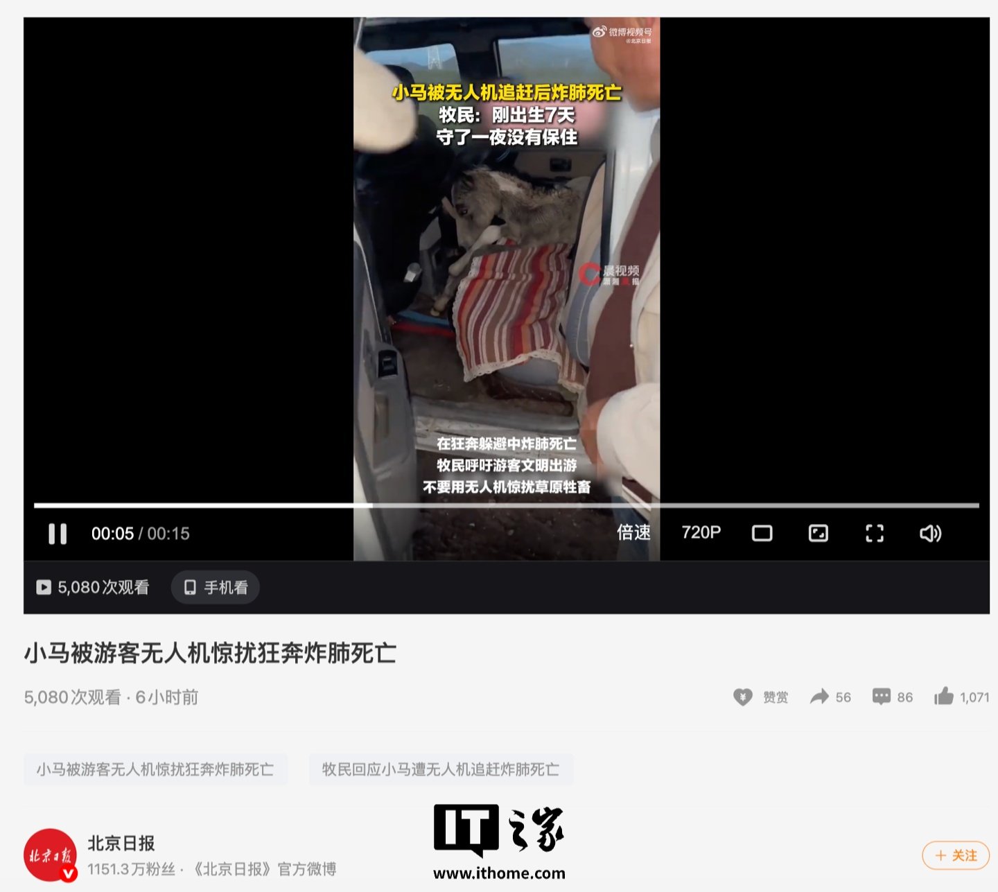 A colt died from a burst lung after being chased by a tourist's drone in Xinjian — Image 3